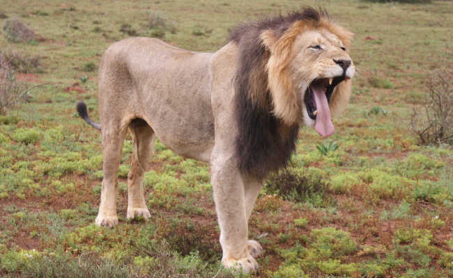 Addo Big Five tour image of Lion
